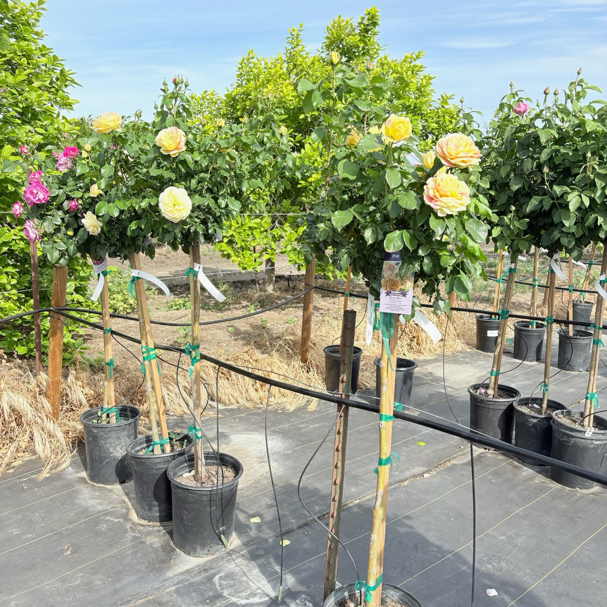 壮花月季-波普艺术