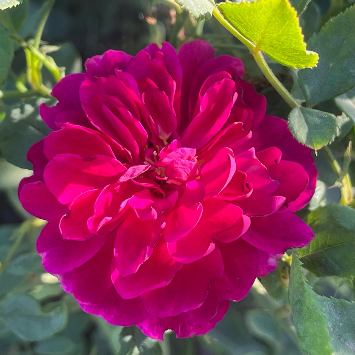 Ebb Tide™ Rose