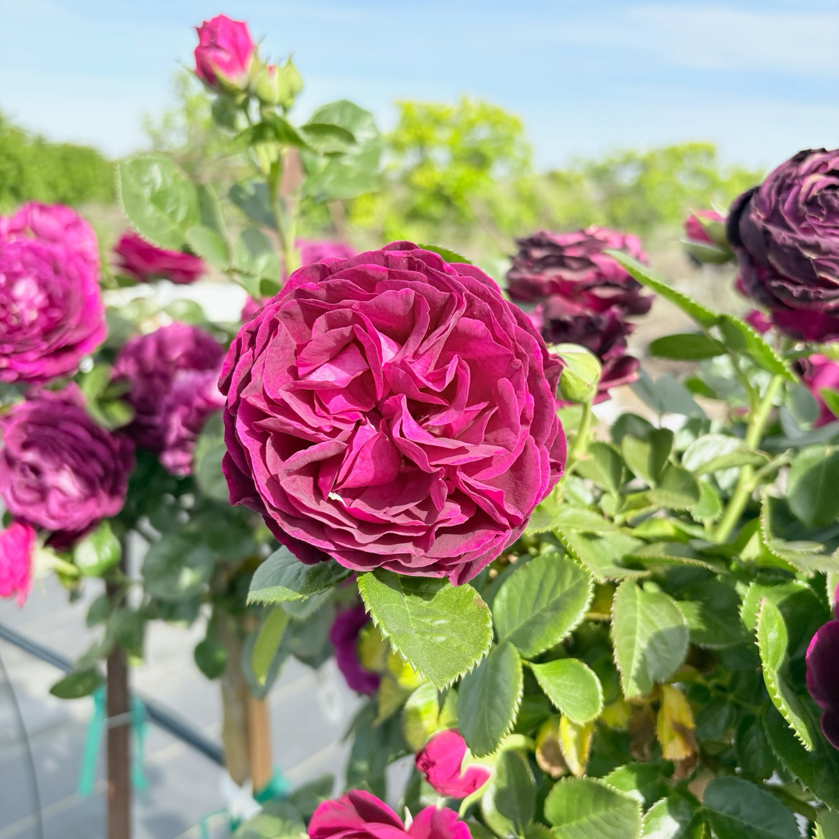 Twilight Zone Rose