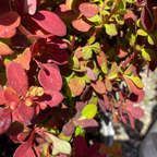橙火箭小檗