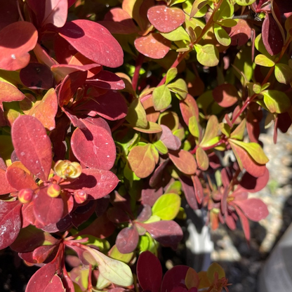 Berberis vulgaris - Orange Berberis