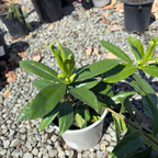 香水公主瑞香