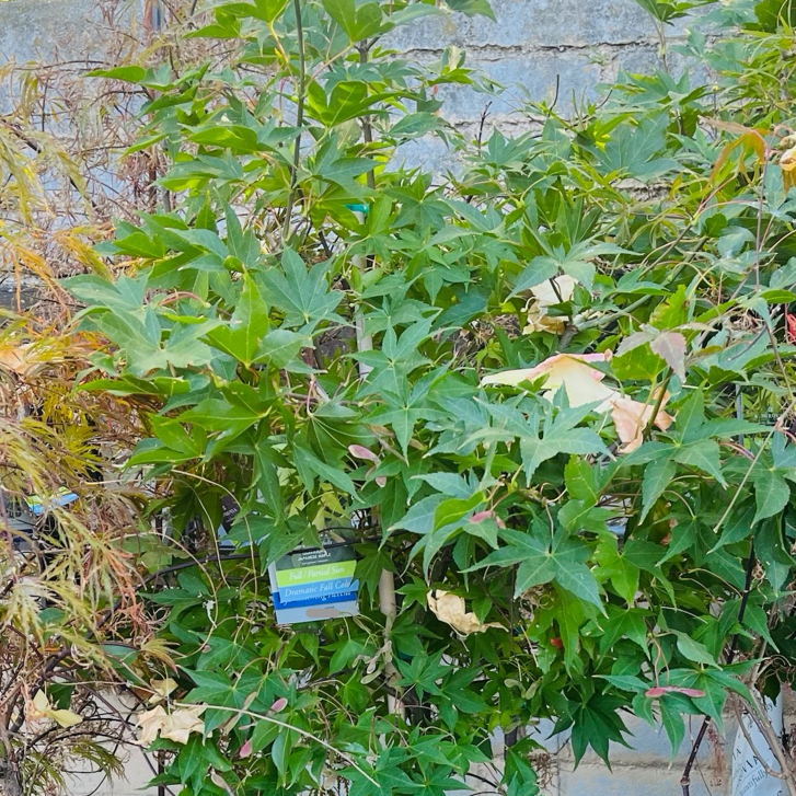 Osakazuki Japanese Maple