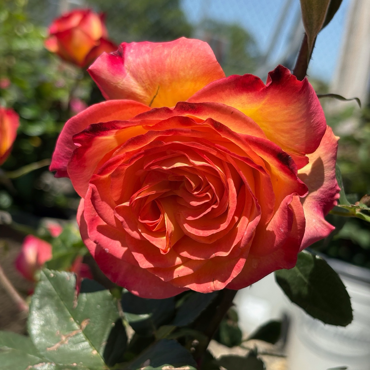 Perfect Moment Rose