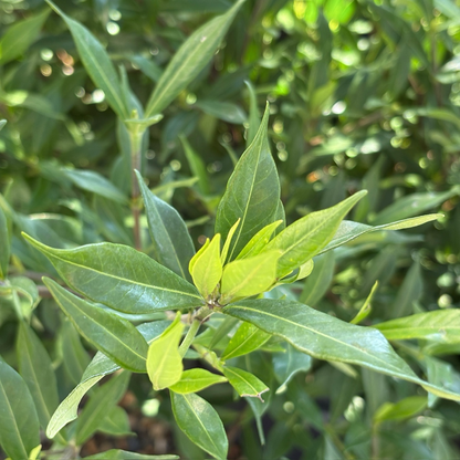 凌霄栀子花