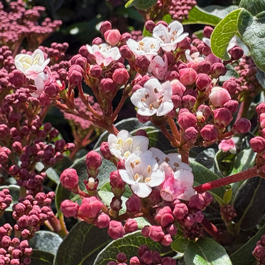 Spring Bouquet Viburnum, Laurustinus