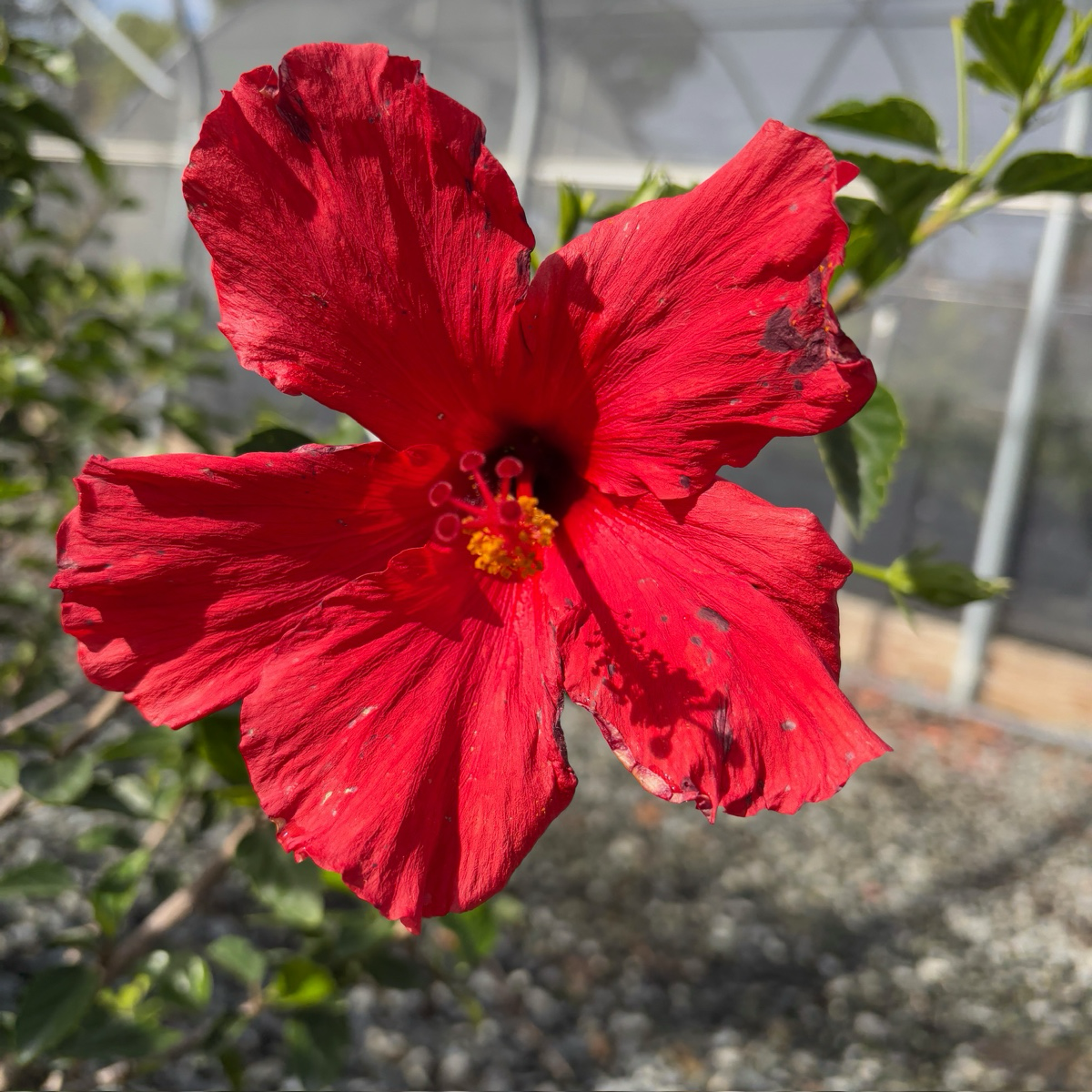 Single Rred  Hibiscus