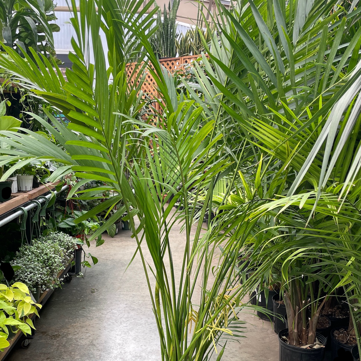 Cat Palm