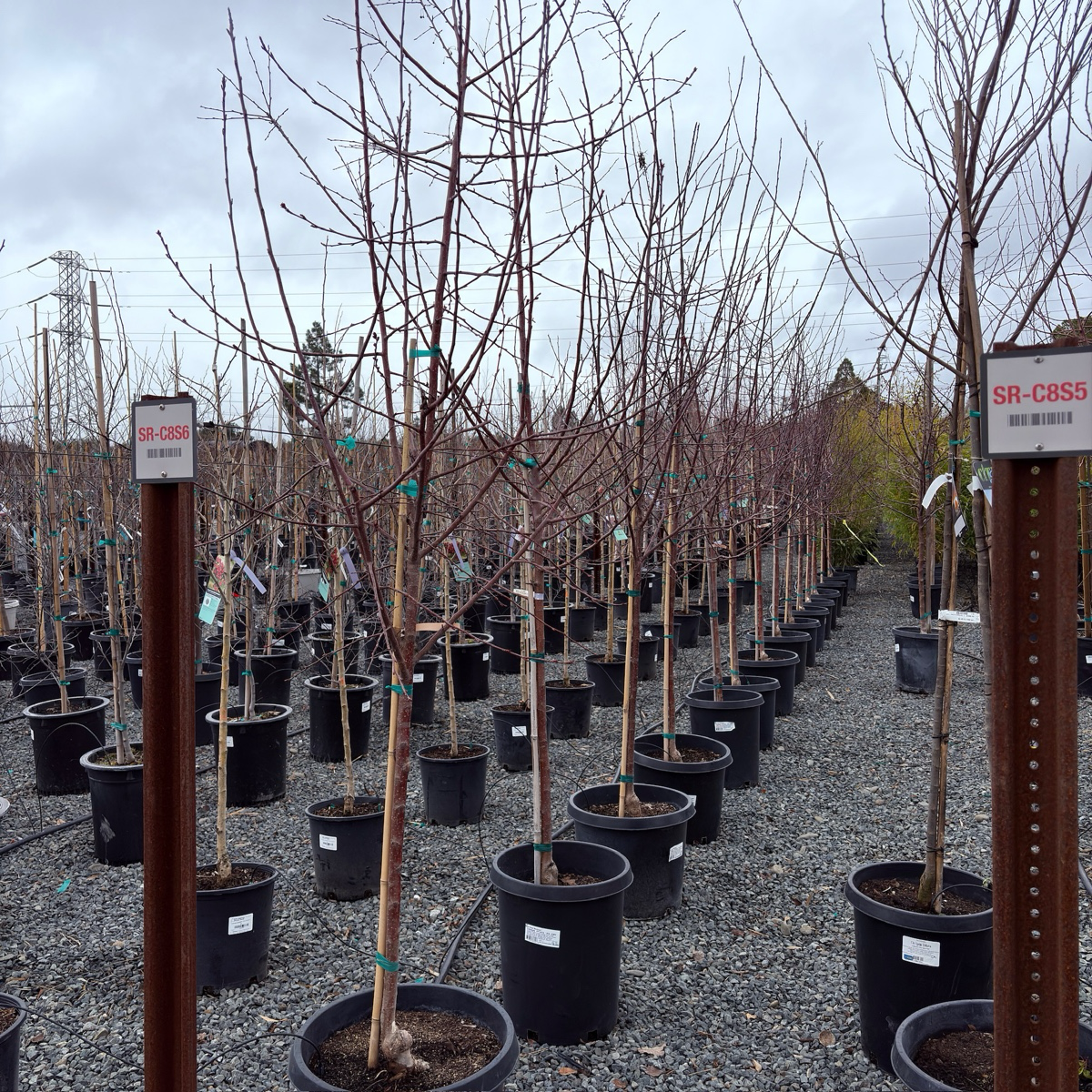 Royal Raindrops Crabapple