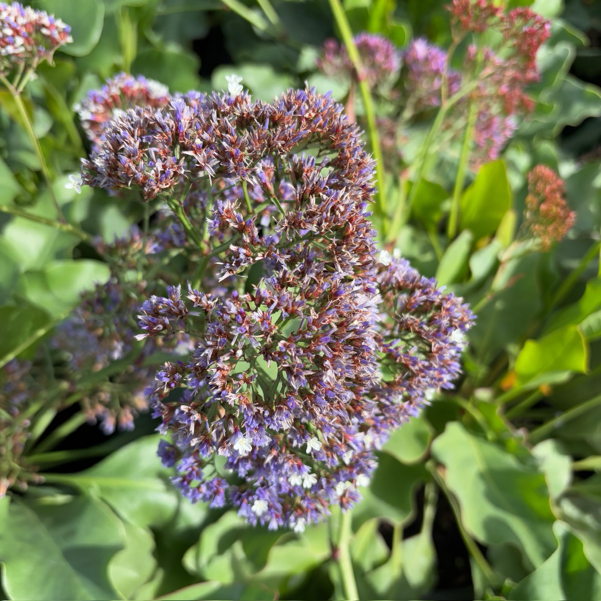 Sea Lavender