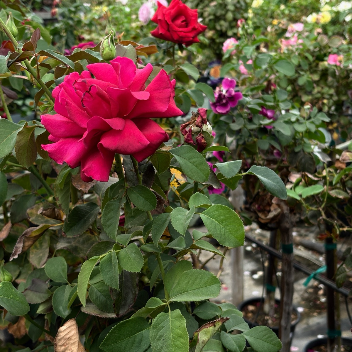 茶香月季-浴火英雄