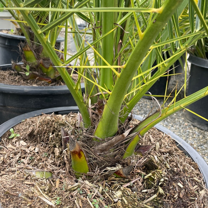 Canary Island Date Palm