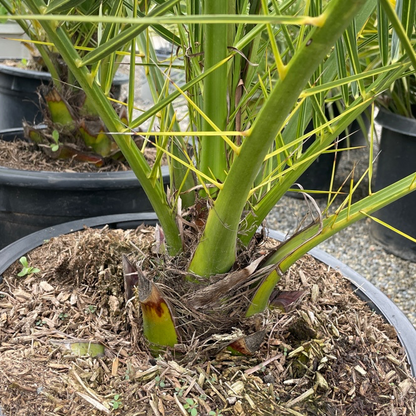 Palm Trees - Date Palms