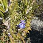 Tuscan Blue Rosemary 