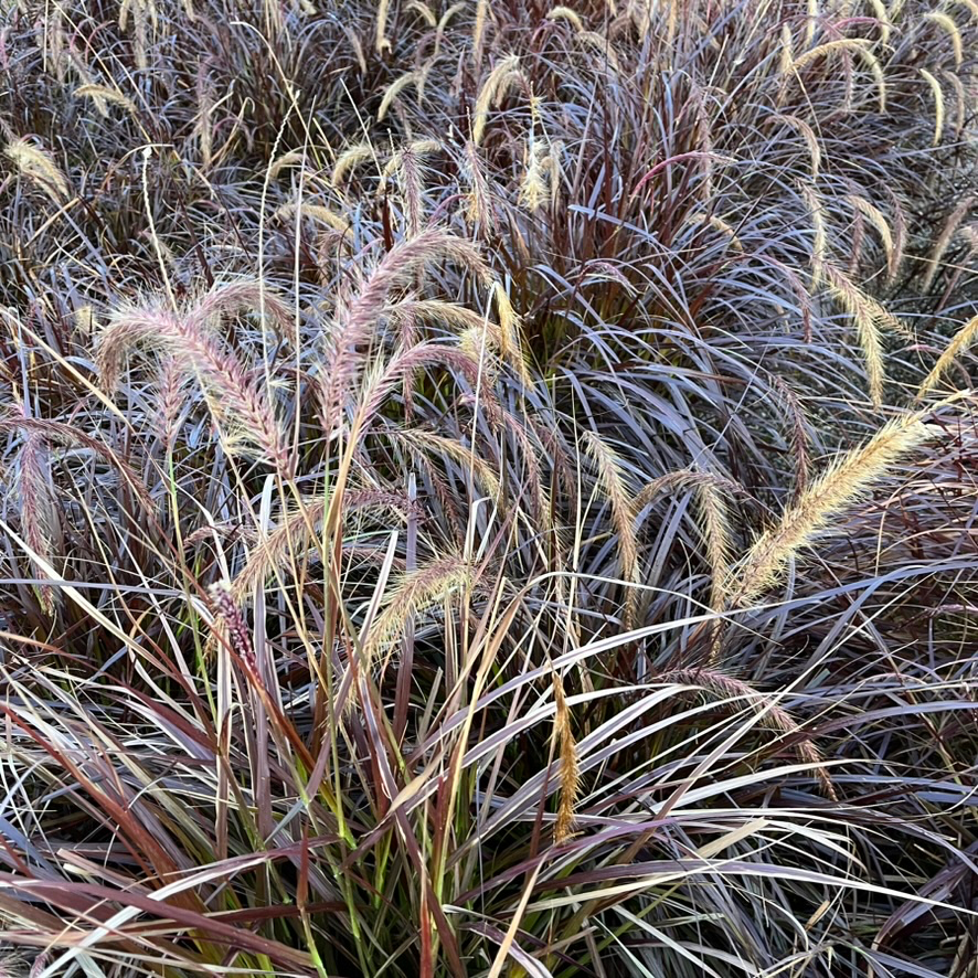 Red Fountain Grass
