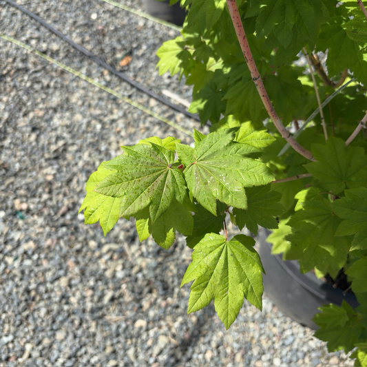 Maple-Maple