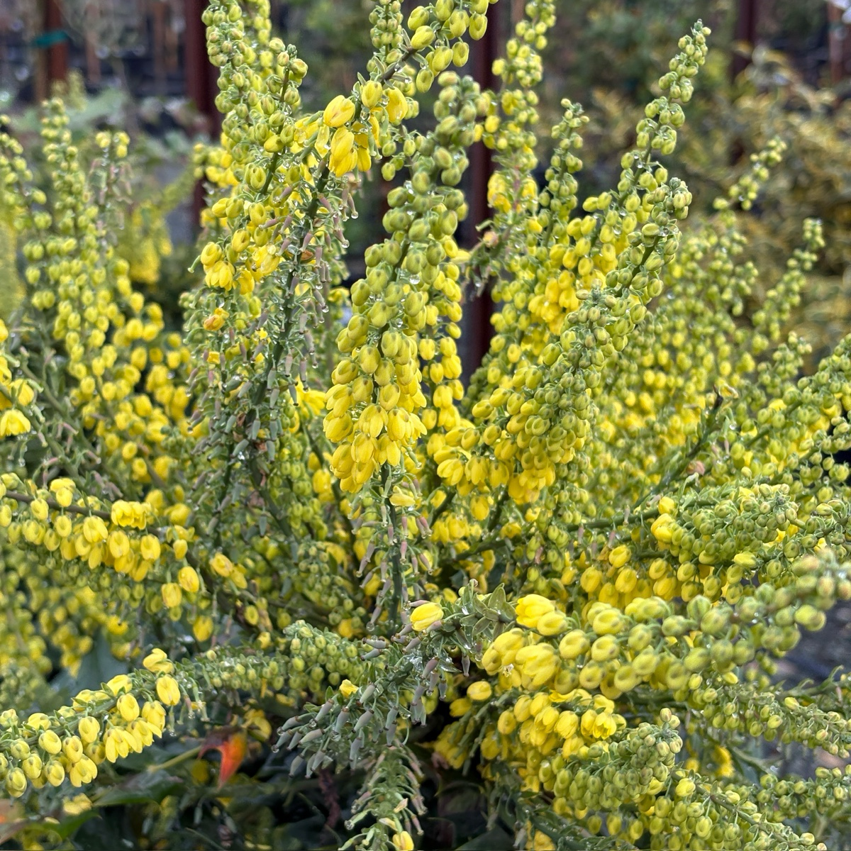 Berberis-Rose Red