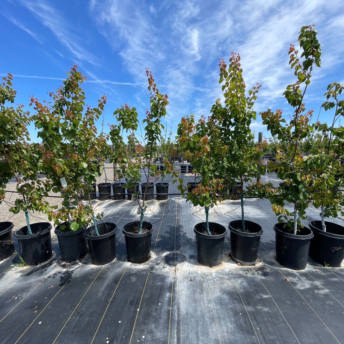Gold Kist Apricot