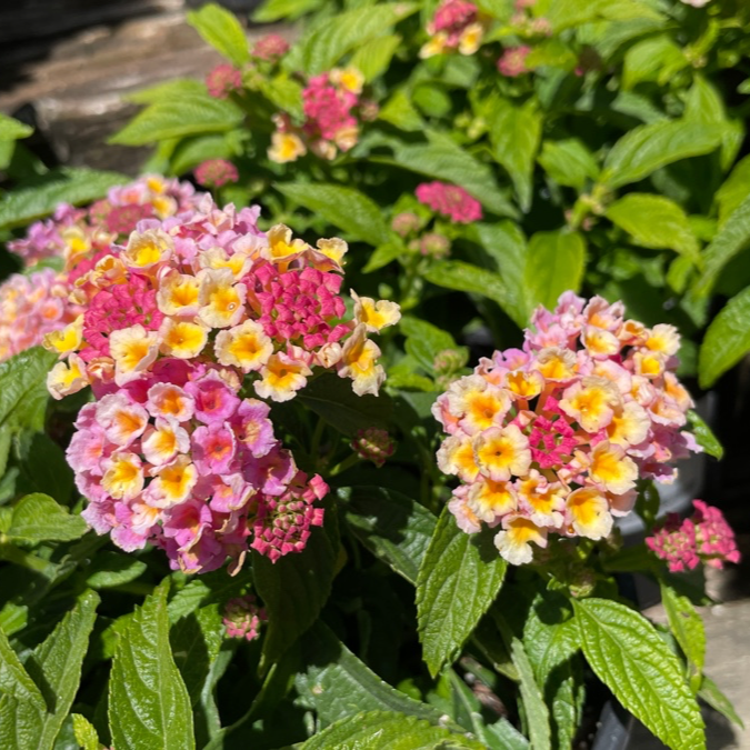 Confetti® Spreading Lantana
