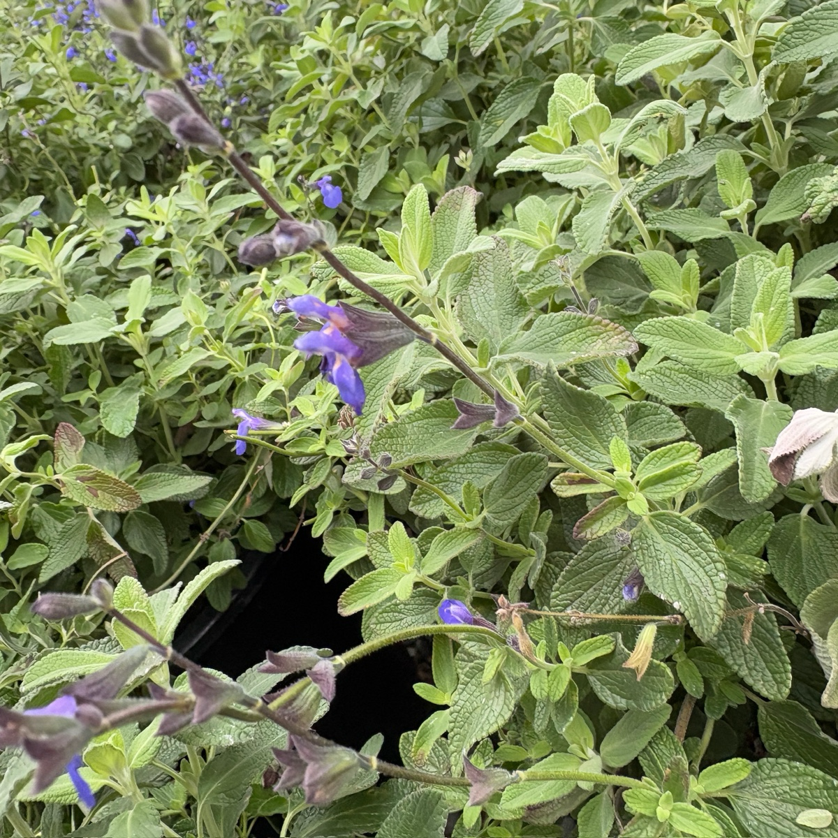 Marine Blue Germander Sage
