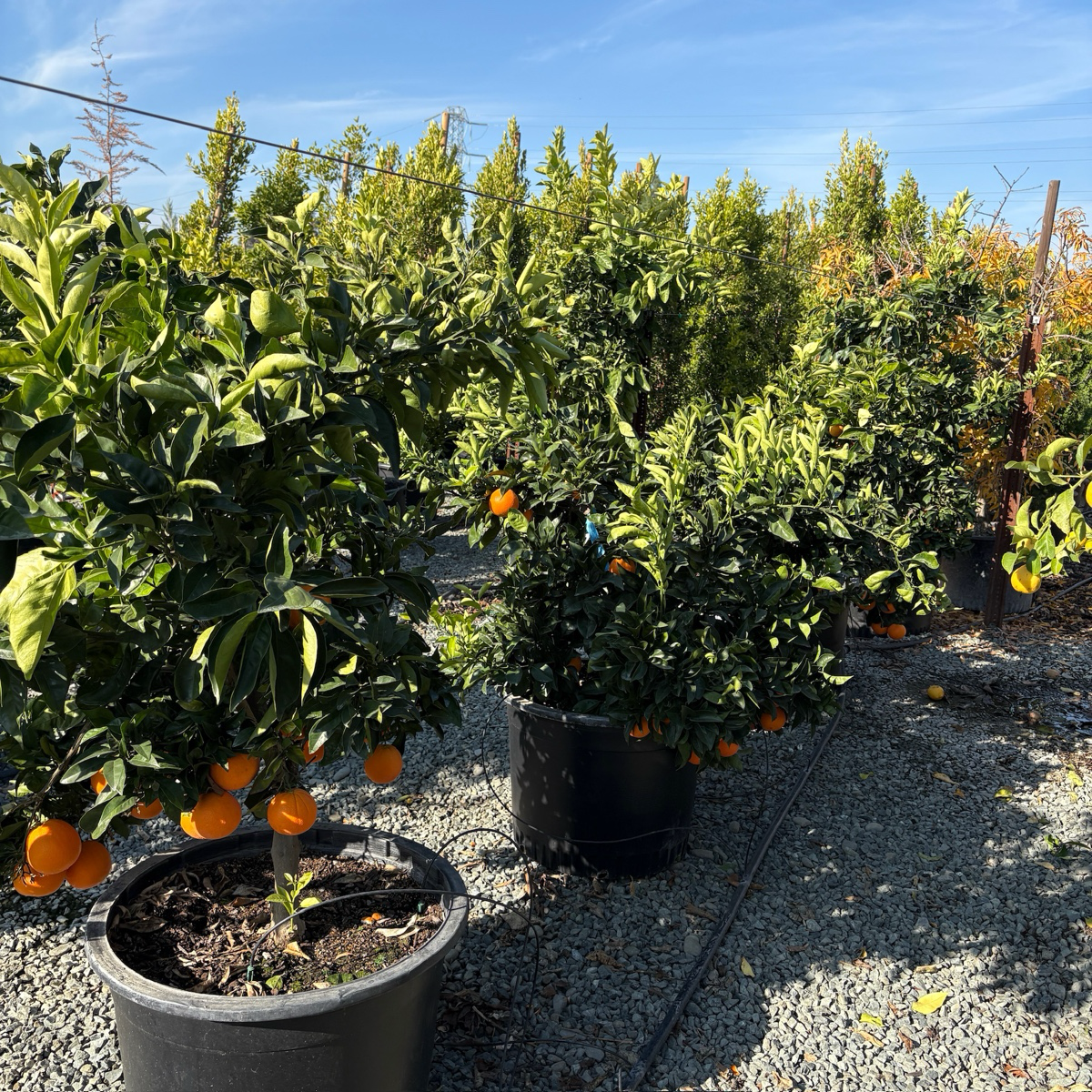Fukumoto Navel Orange