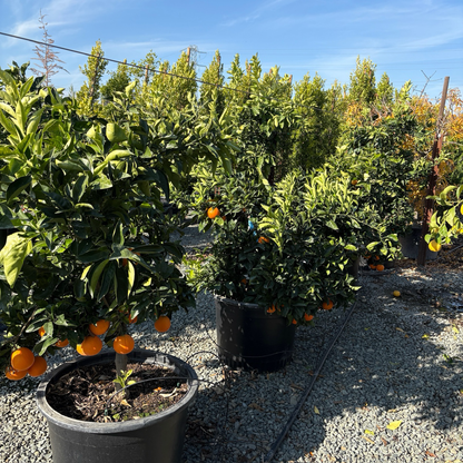 Orange Tree-London Late Navel Orange