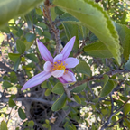 紫花扁担杆