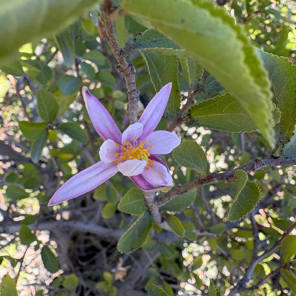 Lavender Starflower