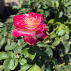 茶香月季-红双喜