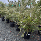 Mission Fruiting Olive