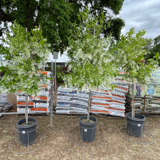 Deciduous Flowering Tree - Tassel Tree 