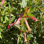 Starlight Cuphea