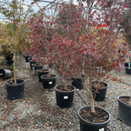Red Japanese Maple