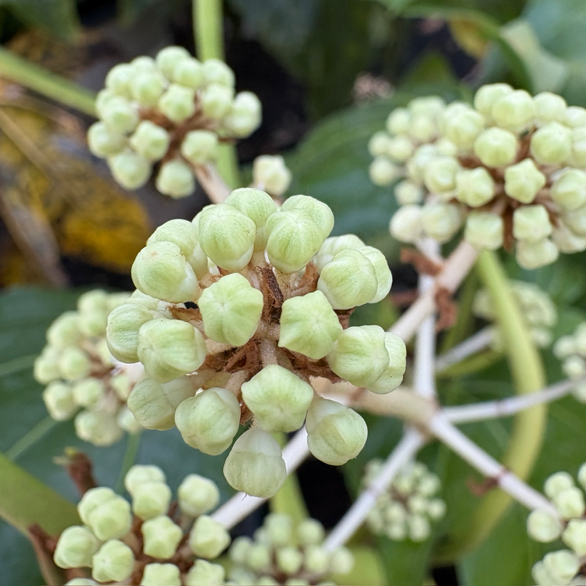Japanese Aralia