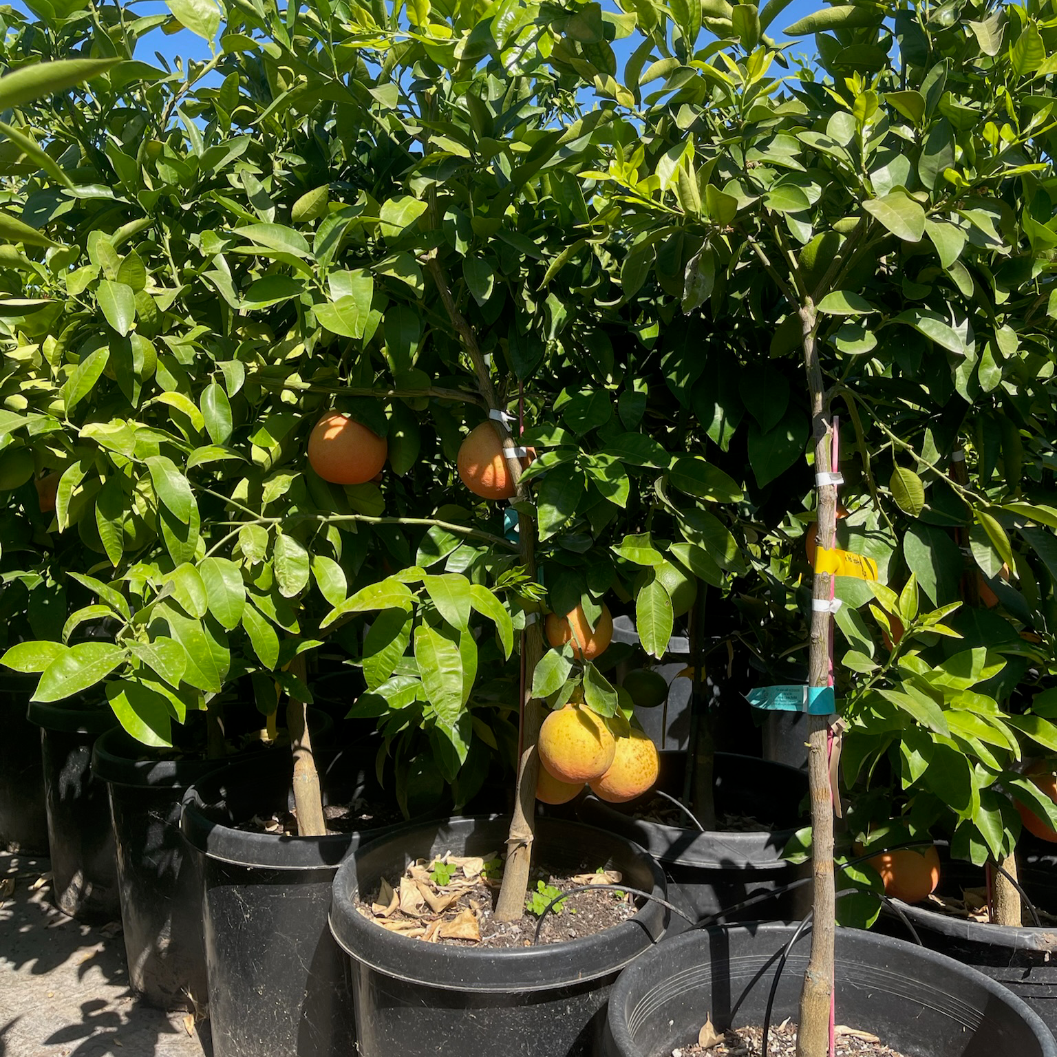 Flame Red Grapefruit 