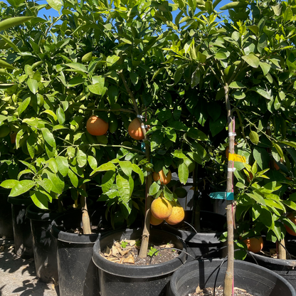 Grapefruit Tree-Flame Red Grapefruit