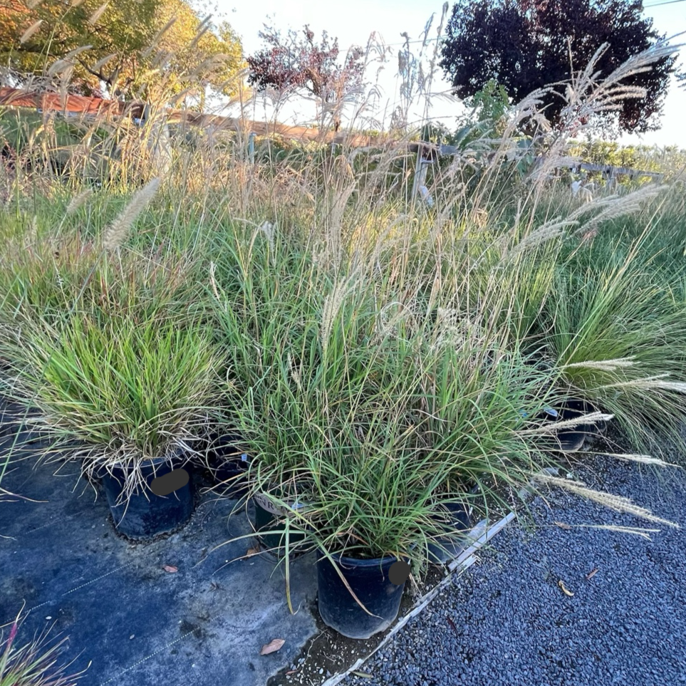 Maiden Grass