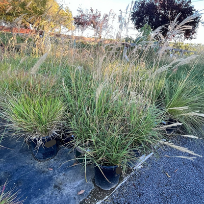 草生植物-金平芒草