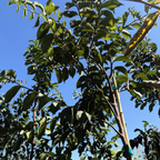 Emerald Sunshine®  Chinese Elm