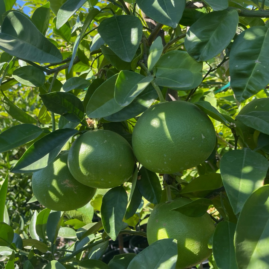 Grapefruit Tree-Sweetheart Crystal