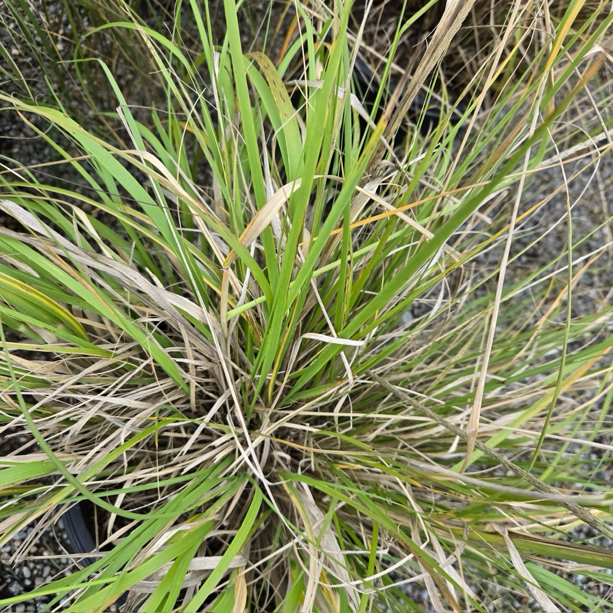 Deer Grass