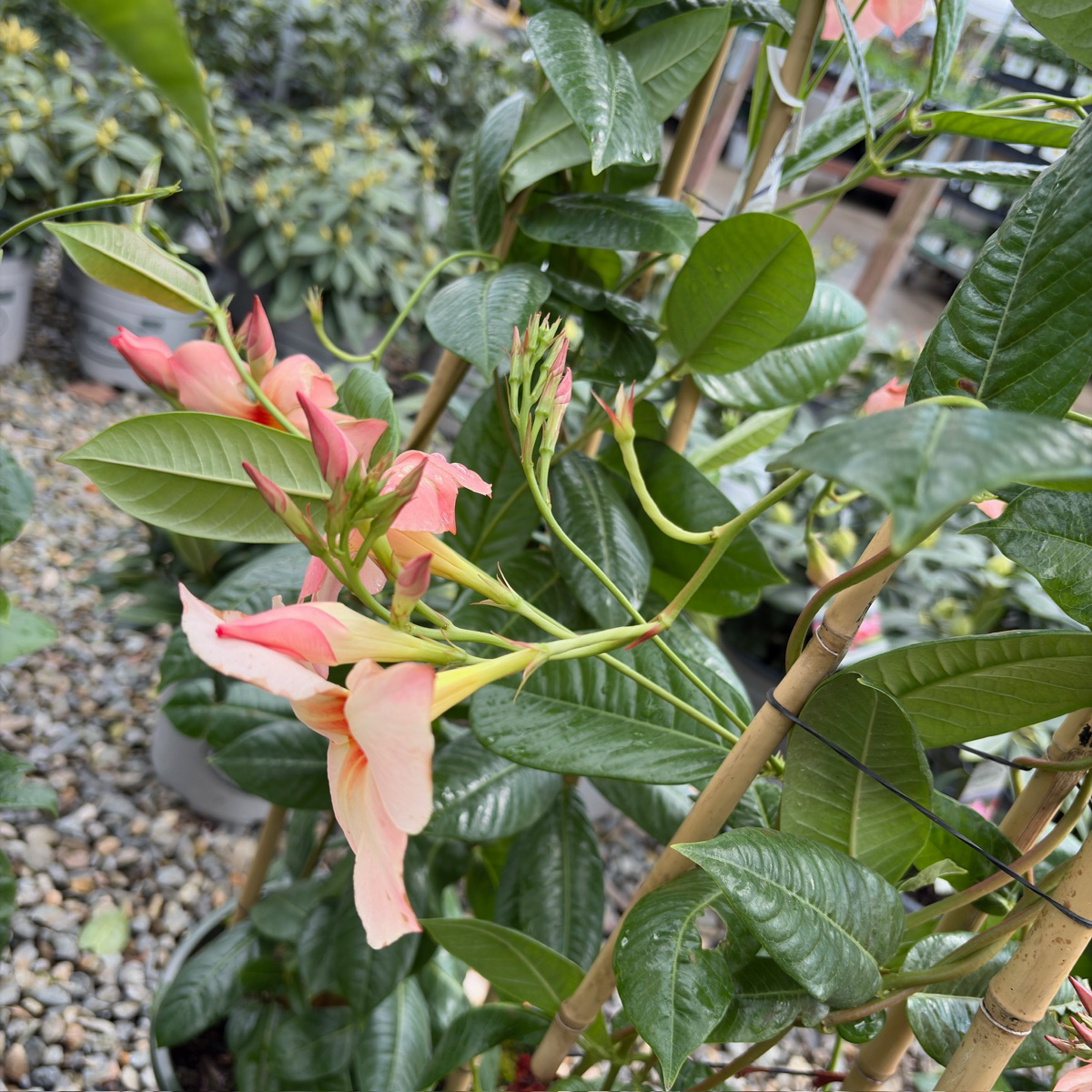 Giant Peach Sunrise Mandevilla  【Sun Parasol®】