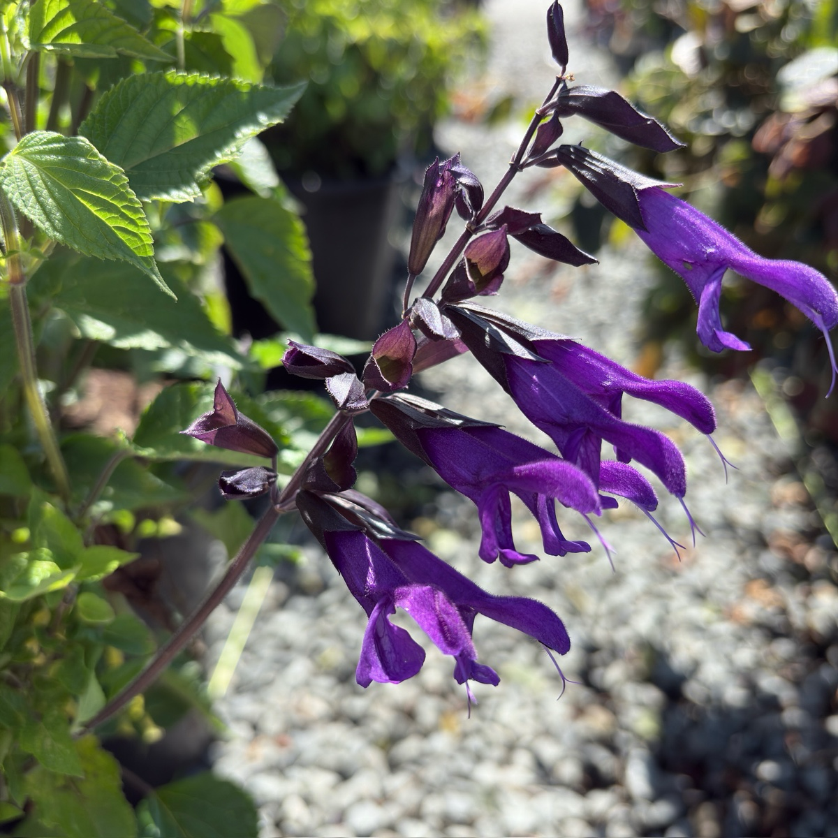 Friendship Sage