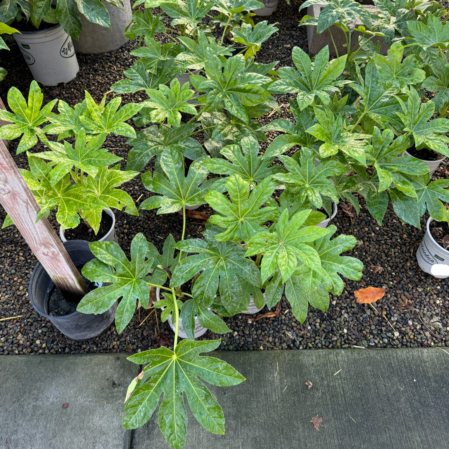 Japanese Aralia