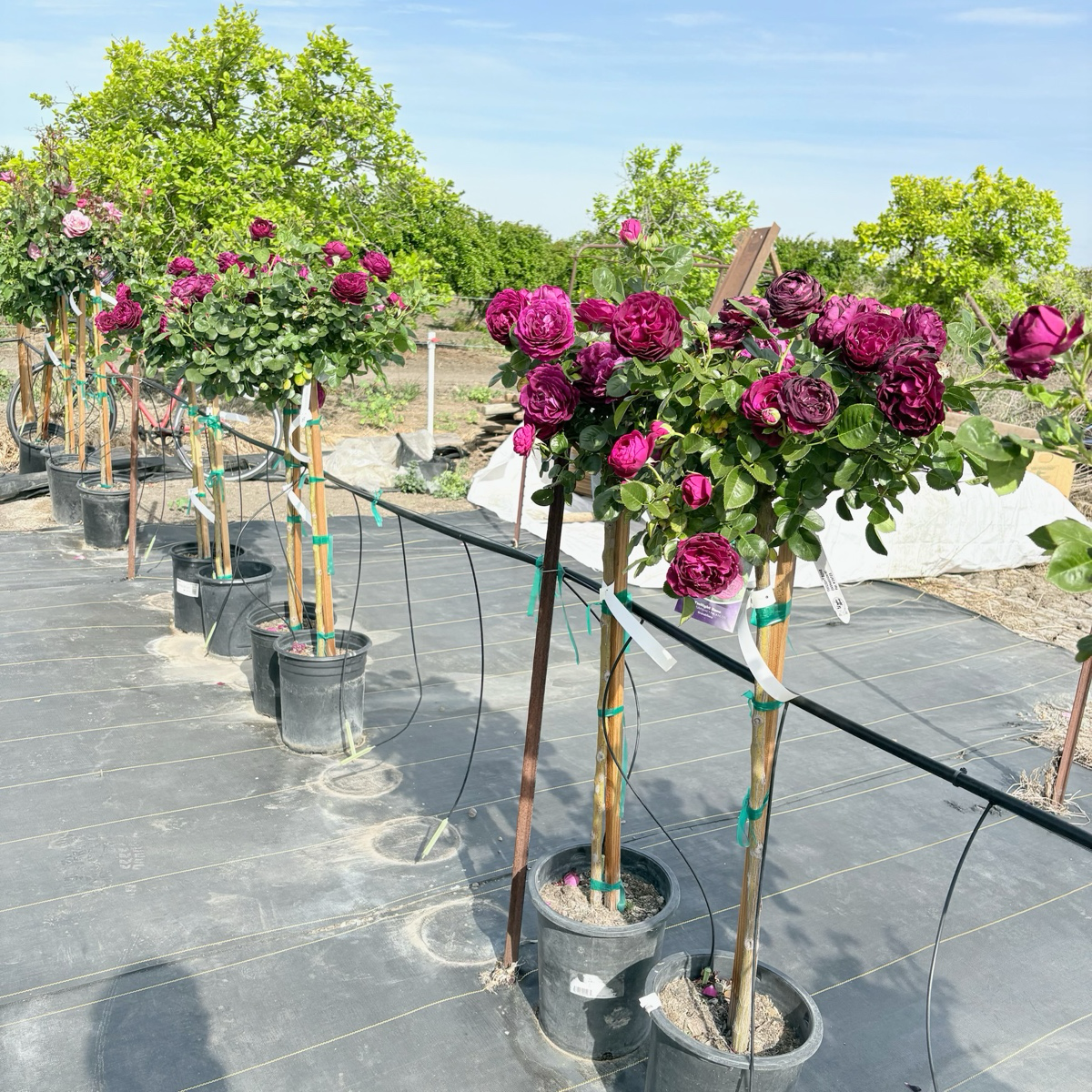 Twilight Zone Rose