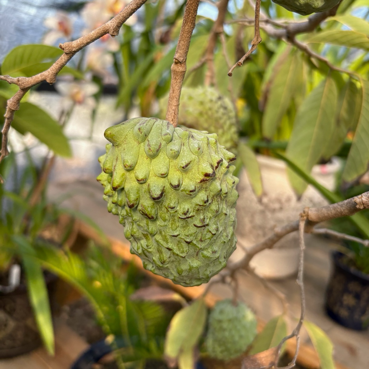 Sugar Apple Tree - Pineapple Sugar Apple