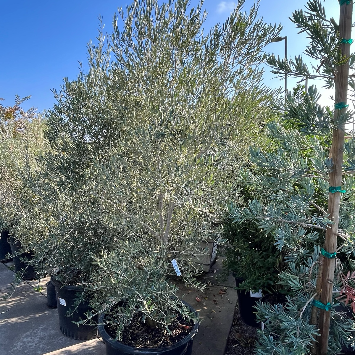 Fruitless Olive