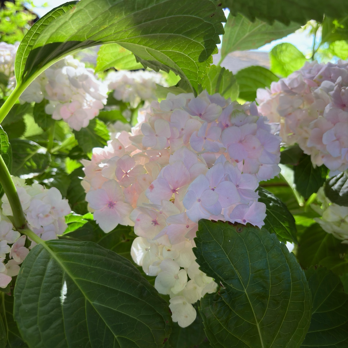 White Bigleaf Hydrangea