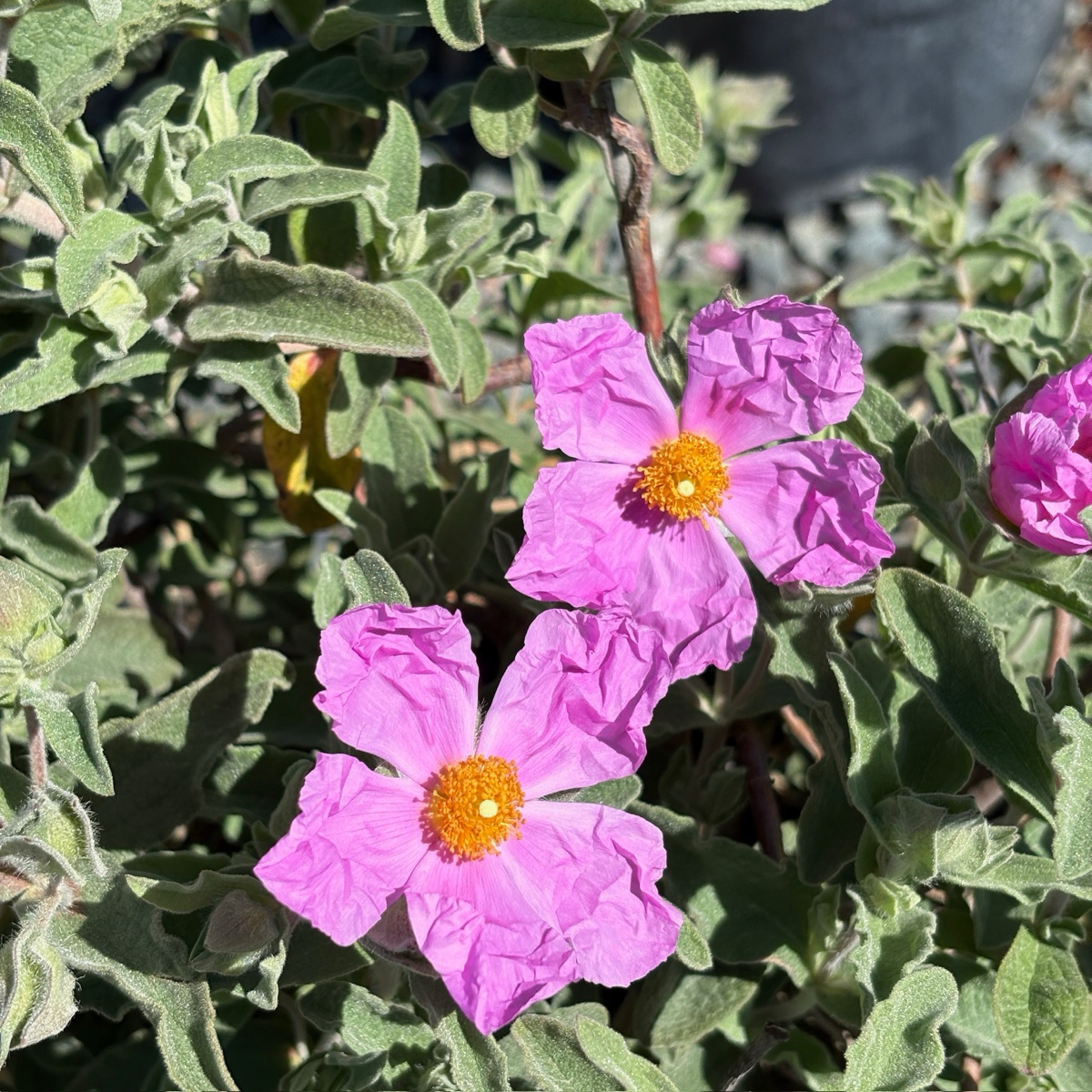 Little Miss Sunshine Rockrose