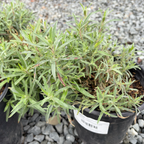 加州柳叶菜